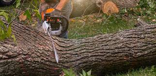 Why Choose Our Tree Removal Services in Cornell, WI?