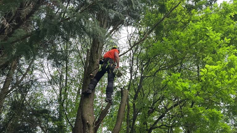 Professional Tree Services in Cornell, WI